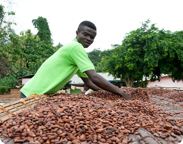 A man working with cocoa seeds