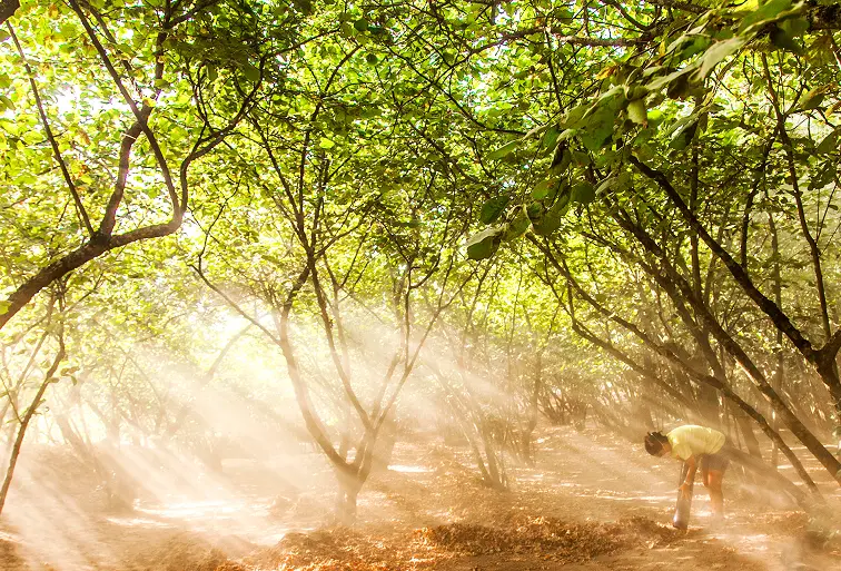 Hazelnut trees
